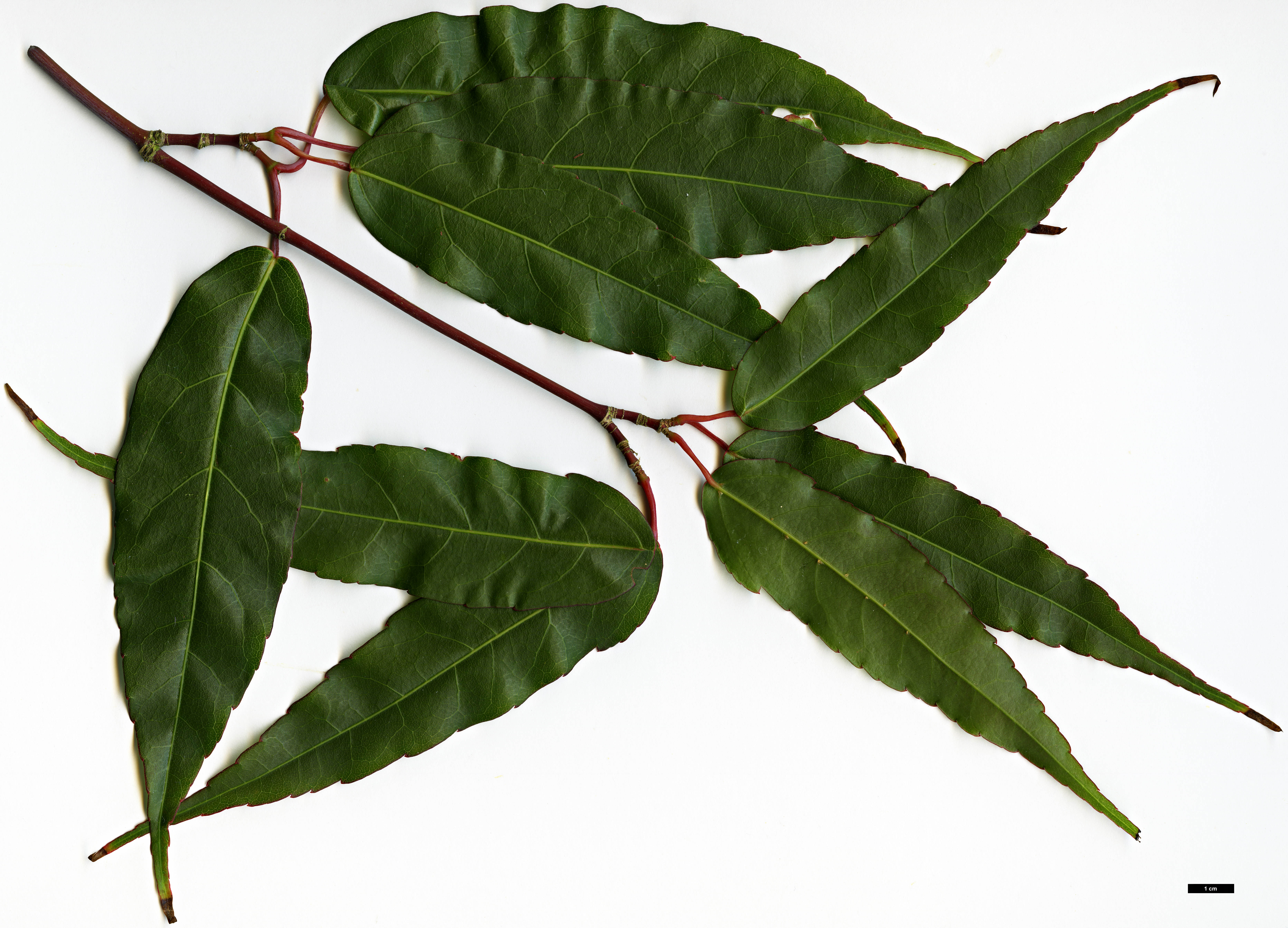 High resolution image: Family: Sapindaceae - Genus: Acer - Taxon: laevigatum